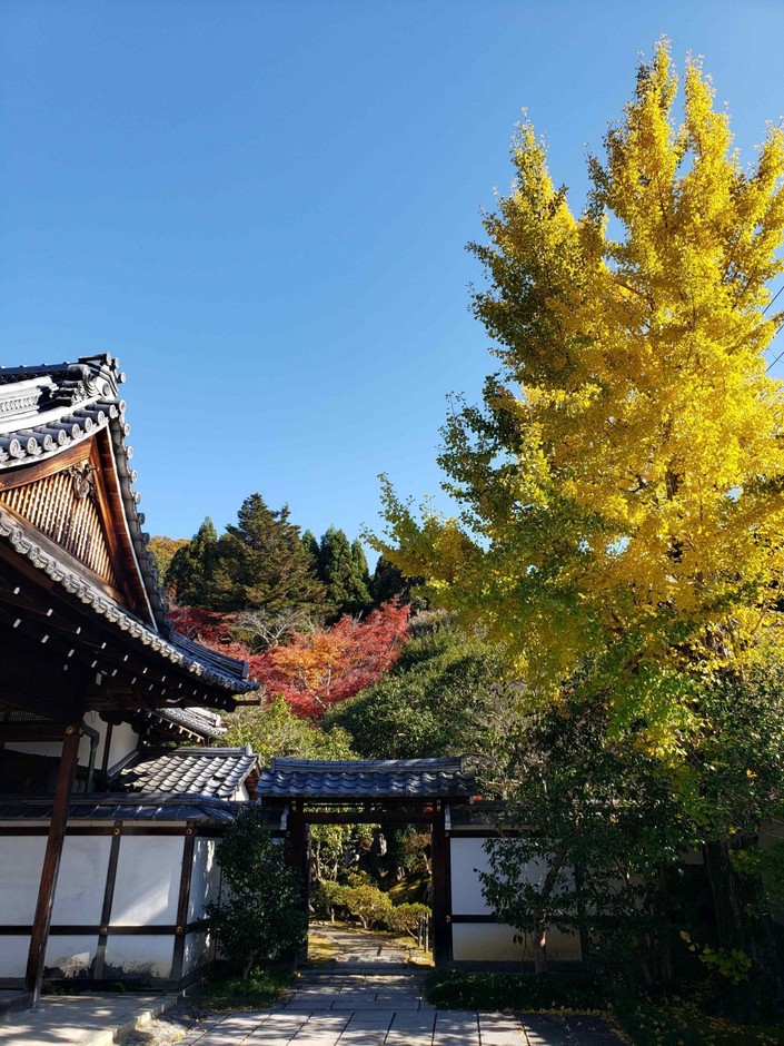 銀杏