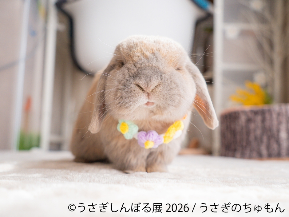 展示作品:うさぎのちゅもん