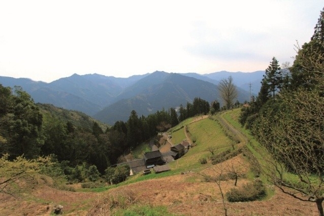 ぜんまいが採れる徳島の山間