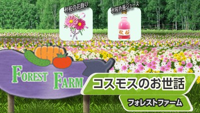 『コスモスのお世話』