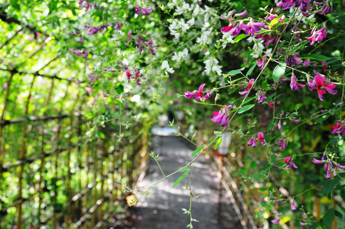 向島百花園９月17日 10月２日 萩まつり 開催