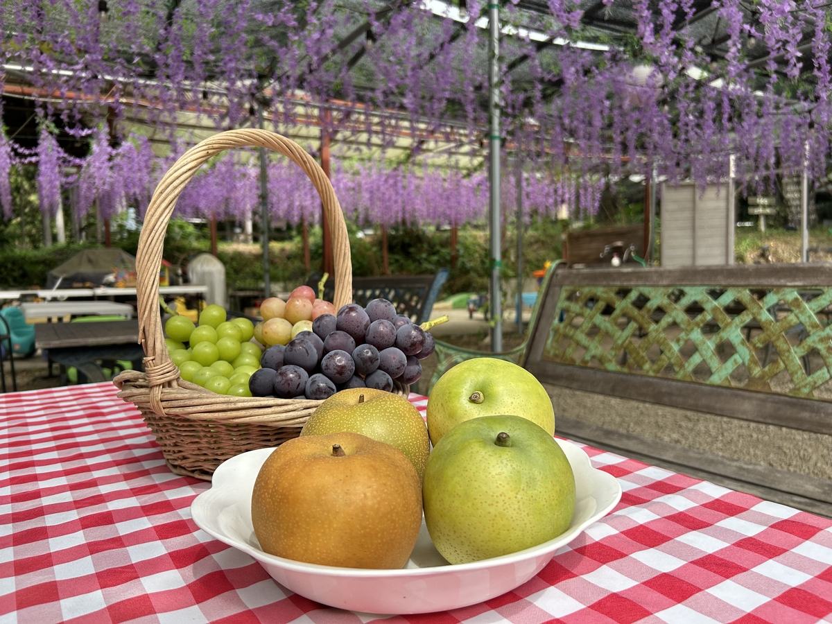 山口県周南市「須金フルーツランド」開園中！ | NEWSCAST