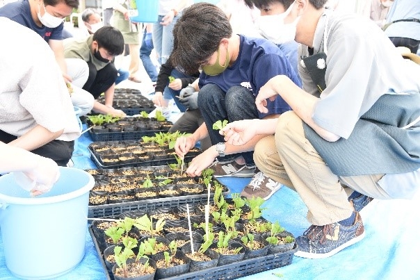 昨年の挿し芽を増やす活動の様子