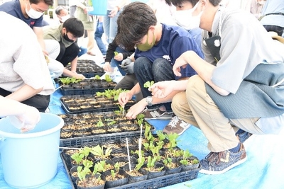 昨年の挿し芽を増やす活動の様子