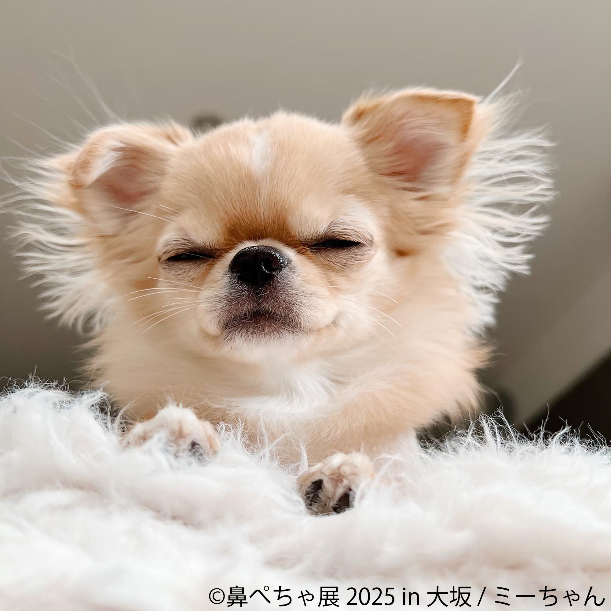 鼻ぺちゃ展 展示作品:ミーちゃん