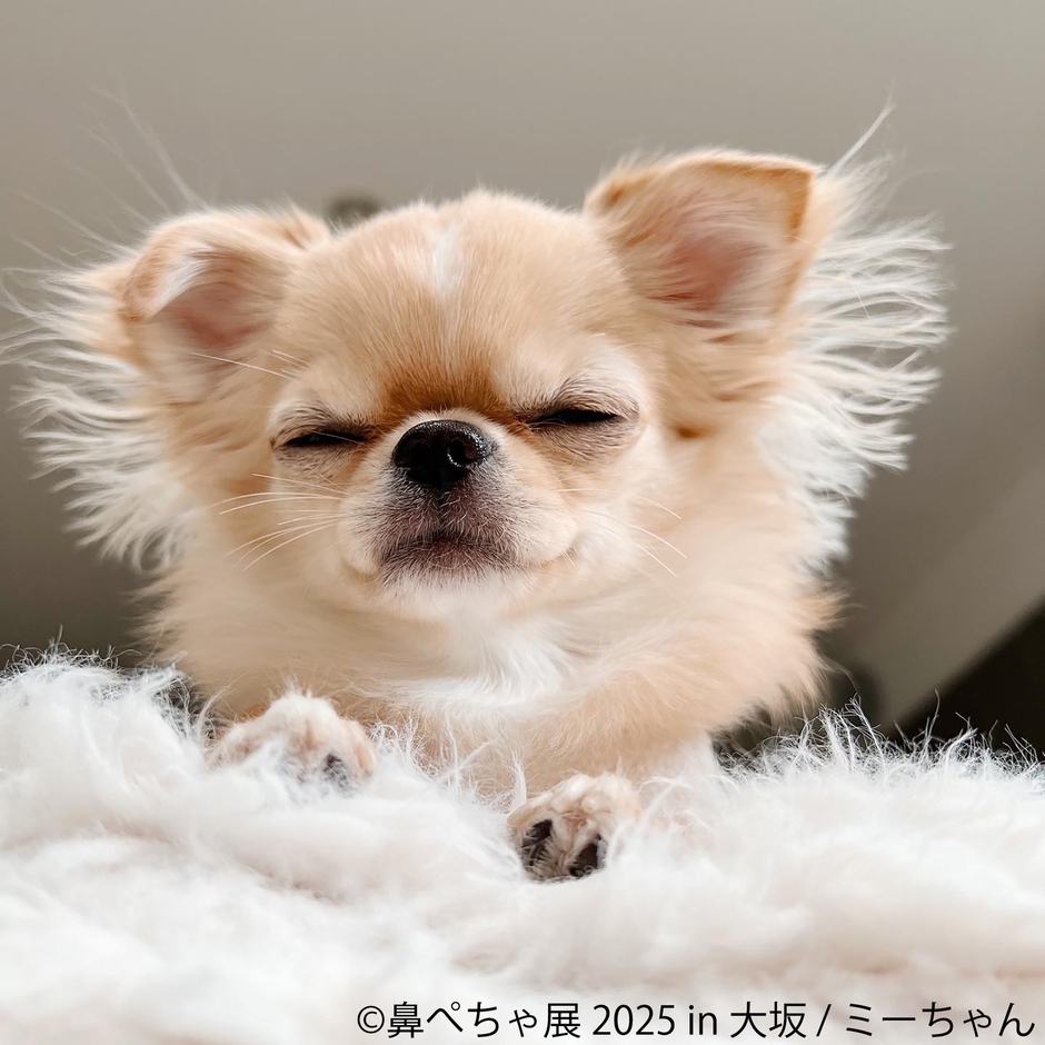 鼻ぺちゃ展 展示作品：ミーちゃん