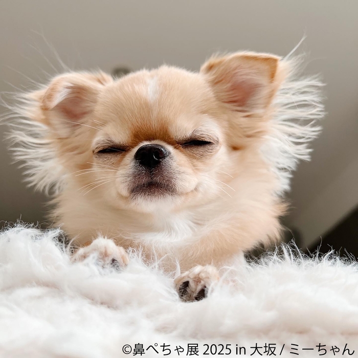 鼻ぺちゃ展 展示作品:ミーちゃん