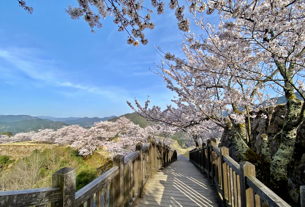 「天空の城」竹田城跡のふもとで春のお花見プラン発表
「宿屋 天空」桜の季節だけ15%OFF　1名様5,100円から