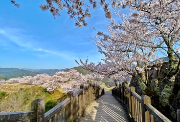 「天空の城」竹田城跡のふもとで春のお花見プラン発表
「宿屋 天空」桜の季節だけ15%OFF　1名様5,100円から
