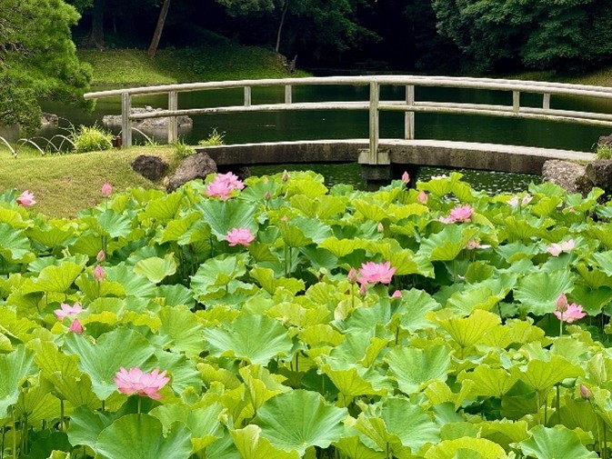 【7/18（土）～19（日）開催】
小石川後楽園～夏景の庭園を楽しむ～