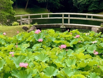 【7/18（土）～19（日）開催】
小石川後楽園～夏景の庭園を楽しむ～