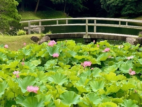 【7/18（土）～19（日）開催】
小石川後楽園～夏景の庭園を楽しむ～