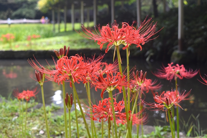 ヒガンバナの様子(9月24日撮影)
