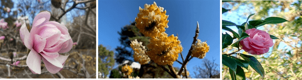 春の花々（シデコブシ・ミツマタ・オトメツバキ）（昨年の様子）