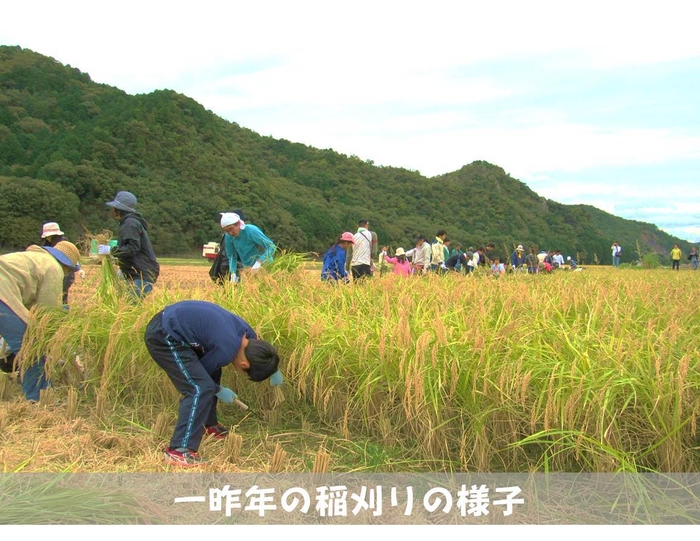 一昨年の稲刈りの様子