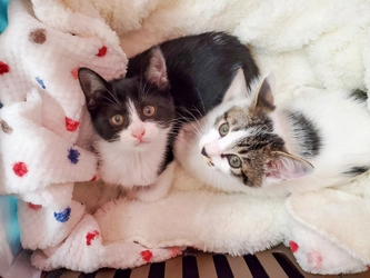 猫も人もしあわせな社会を　 月1,000円から支援できるマンスリーサポーター募集！ 猫の保護、里親探しや飼育支援等の活動に共感いただける50名