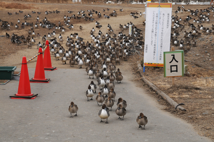 「鳥インフルエンザに怯える社会」 2012