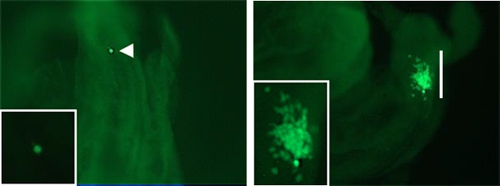 従来のヒトES細胞(左図)と違い、領域選択型ヒトES細胞(右図)は、マウスと異種間キメラ胚を形成する