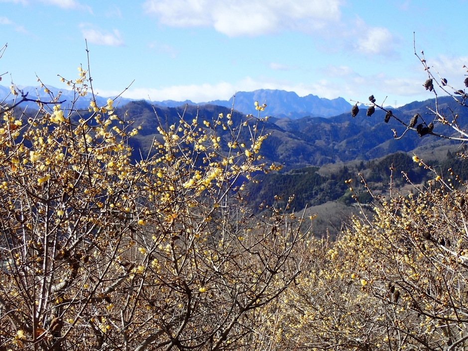 2022年1月12日(水)現在の開花状況