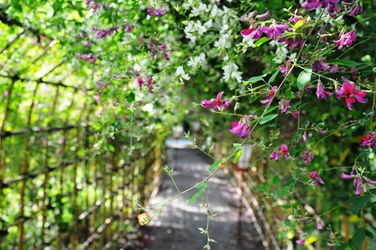 向島百花園『萩まつり』開催。９月17日（土）～10月２日（日）