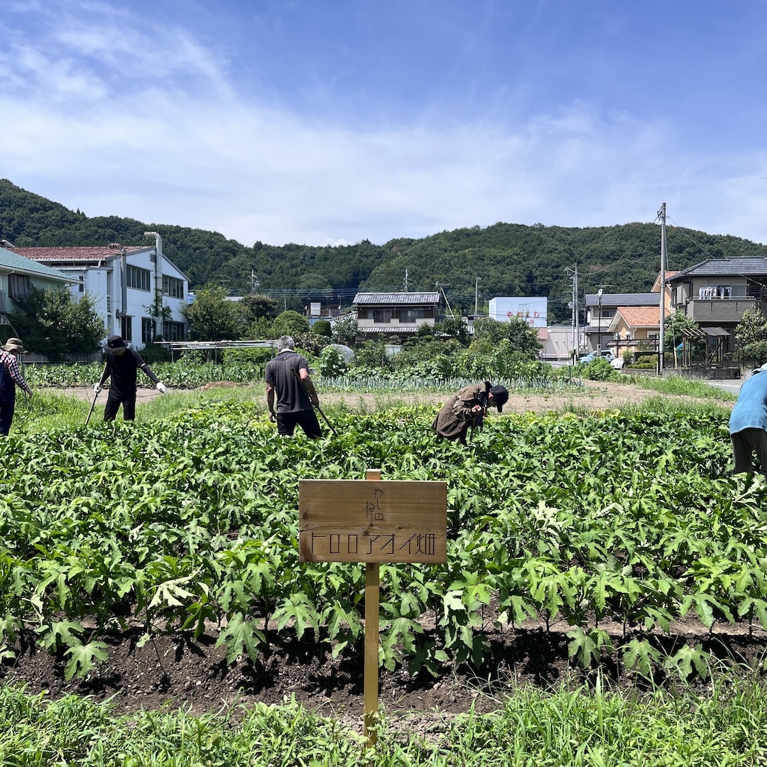 わしのねりプロジェクトで栽培