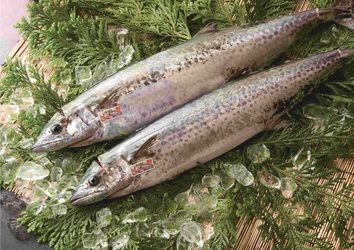 「毎日の海が決める」 朝に獲れた旬の地魚を届ける「回転寿司 力丸」から いまの時期にしか味わえない播磨の旬魚を紹介　 最高級ブランド魚「華姫さわら」も土日・数量限定販売