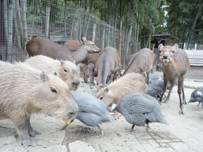 サユリワールド特別入園