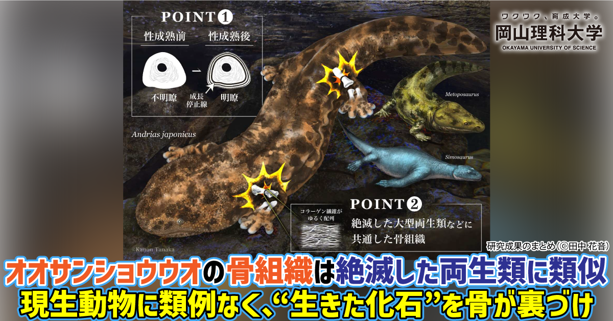 岡山理科大学】オオサンショウウオの骨組織は絶滅した両生類に類似 現生動物に類例なく、“生きた化石”を骨が裏づけ | NEWSCAST