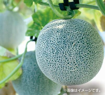 メロンのじゃんけん大会(7/11(土)のみ)