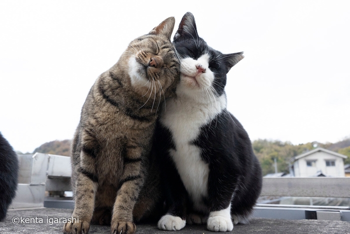 仲良さそうな猫1