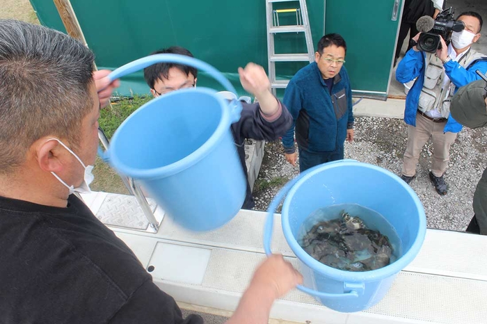 活魚車の水槽から網ですくい上げられたタマカイの稚魚