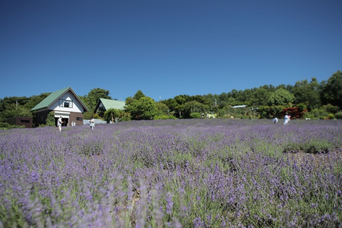 【標高1,000mラベンダー畑】夢ハーベスト農場