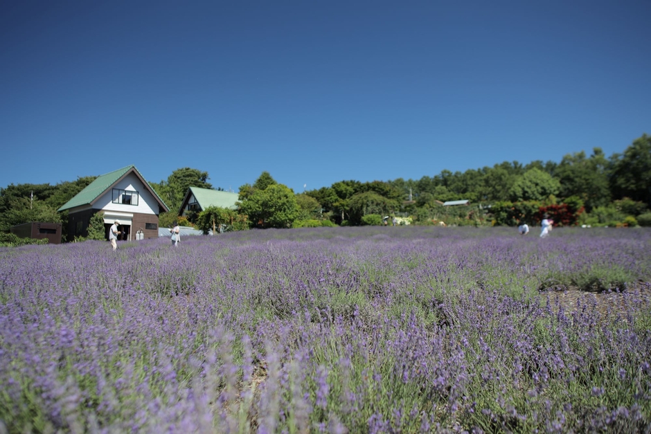 【標高1,000mラベンダー畑】夢ハーベスト農場