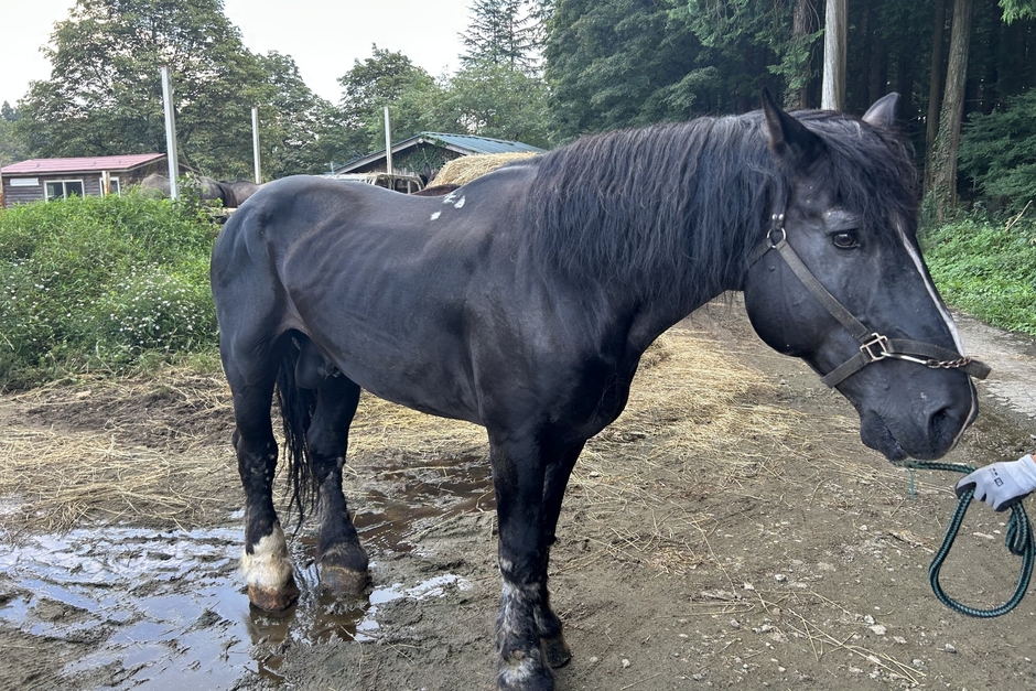 時速5kmのジェントルマン、蓮くん