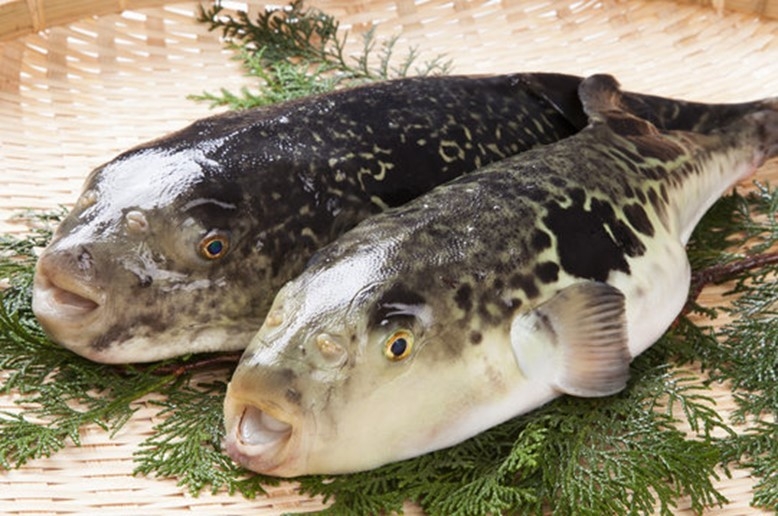 ▲ 淡路島三年とらふぐ