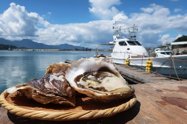 プリプリ濃厚で甘い！糸島の海と山で育った海のミルク　 糸島産岩牡蠣をオンラインショップにて販売開始