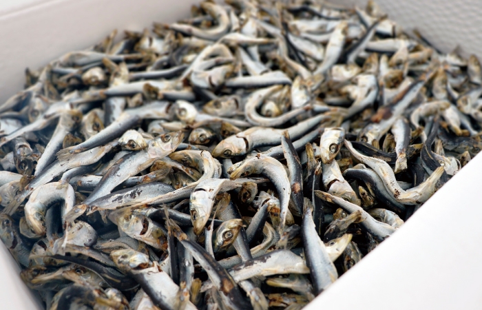 ラー博創業時に使用していた「マイワシ」の煮干し