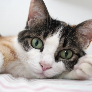 猫の「おしっこ」チェックで腎臓病を早期発見！ プロジェクト始動に伴い全国の愛猫家からモニター募集開始