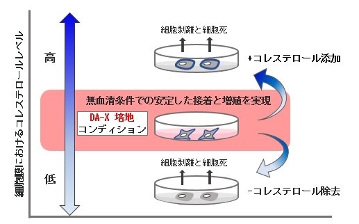右図:DA-X培地コンディションは細胞膜のコレステロール量を最適化することで様々ながん細胞株の培養を可能にする