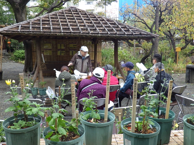 菊盆栽の育て方教室の様子