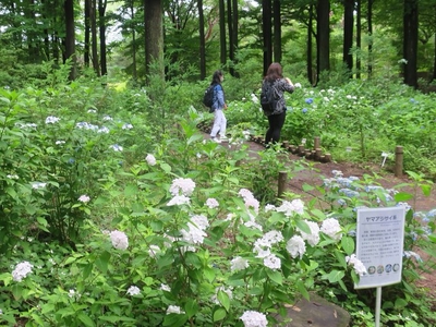 あじさい園（令和４年撮影）