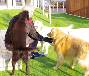 イオンペット×犬と住まいる協会　 「ペットリフォーム」取次ぎに関する提携を8月に開始