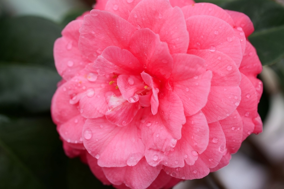 ツバキ(赤角倉)