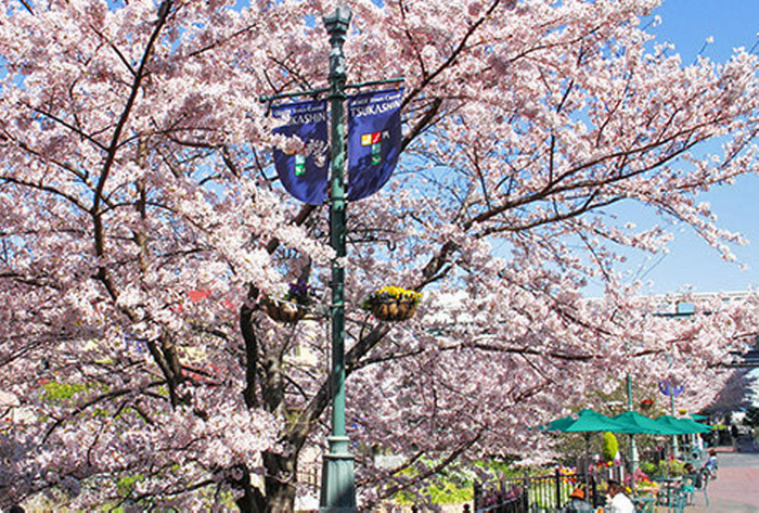 つかしんせせらぎ通りの伊丹川沿いの桜