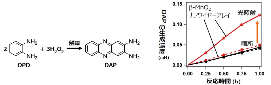 図5 今回フォトサーマル触媒としての活性評価に用いた反応(左)、図6 DAPの生成量に関する経時変化をプロットした触媒活性評価の結果。実線:光照射、点線:暗所。黒色はβ-MnO2粒子の結果で、光照射しても全く活性が変化しない一方、ナノワイヤーアレイはきわめて大きな活性増大が見られる。(右)
