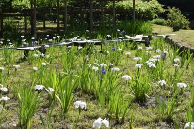 小石川後楽園