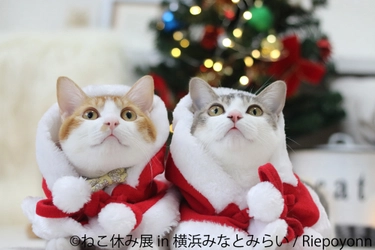 サンタ姿の猫たち集合！「ねこ休み展」1年ぶり横浜で開催 　X'masからお正月まで新作＆立体作品400点以上