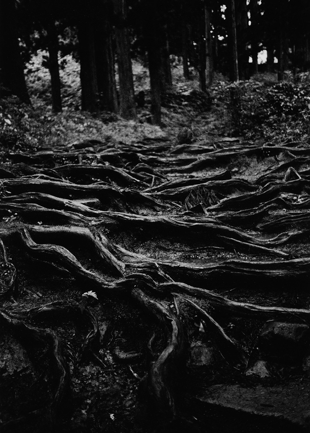 羽黒山の参道　1962年