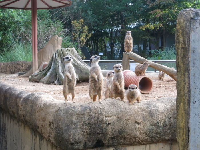 とくしま動物園「ミーアキャット」