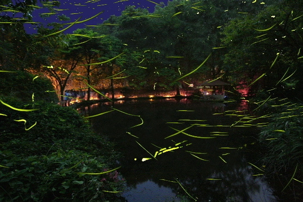 池の水面にほたるの光が映りこむ、6月だけの幻想的な光景　 「東伊豆まち温泉郷 ほたる観賞の夕べ」が5月31日～6月4日開催